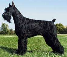 A standing black dog with dense, wavy fur, a distinct 'beard' and eyebrows, a docked tail, and cropped ears, facing to the left.