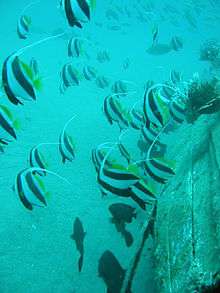 Fish bearing two strong black stripes separated by one strong white stripe with long white tendril as dorsal fin