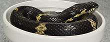 Manchurian black water snake