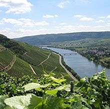 Colour photograph showing the steep slopes of the Moselle in German vineyards.  In the foreground, there are leaves and tendrils of Vitis vinifera; green vines are planted on slopes, alternated with retaining walls and paths in a zig-zag pattern.  In the valley, the Moselle flows under a bridge next to a village