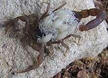 A scorpion covered with tiny white scorpion babies