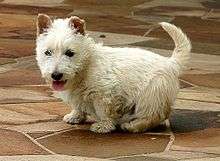 "A white Scottish Terrier with its back turned, although its head is turned back towards the camera."