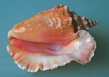 Large shell with flared lip, viewed facing the opening, which is glossy and tinted with shades of pink and apricot