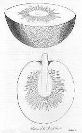 Two drawings of the inside of a breadfruit plant, showing the plant's thin outer skin, a thick white layer beneath the skin and a darker area near the core of the fruit