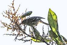 Arrowhead Warbler