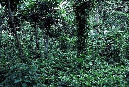 Coffee plants under a canopy of trees.