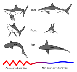 Drawings showing threatening and nonthreatening postures from front and side underlain with a line that is jagged and red on the left and gently curving and blue on the right
