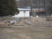 Sheep grazing east of Braeburn Park, Aberdeen, Dauphin County, Pa.
