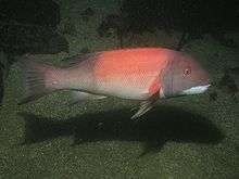 A large fish with a gray head, tail and fins but pink flanks: the eyes are prominent and the chin is white.