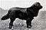 "A greyscale photo of a large dark coloured dog facing right."