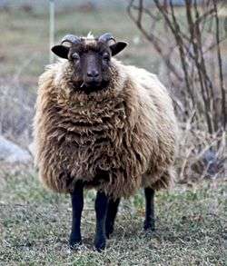 A shetland sheep.