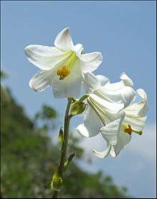 Flowers of Lilium candidum