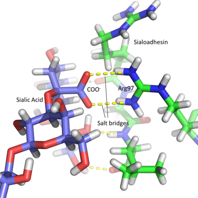 Sialoadhesin's variable immunoglobulin domain in complex with a sialylated glycan, focusing on the conserved salt bridge found in all siglecs