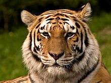 Picture of the  Siberian Tiger (head only).