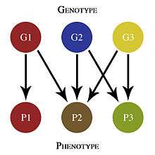 Genotype-Phenotype Map