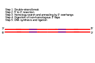Still frame of an animation of the SSA pathway.  A single molecule of double-stranded DNA is shown in red, oriented horizontally.  On each of the two DNA strands, two purple regions indicating repeat sequences of DNA are shown to the left and right of the center of the DNA molecule.