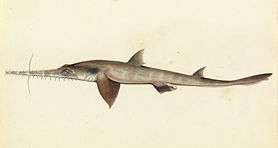 (Longnose) Saw shark