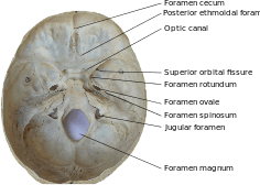 Inner surface of the base of skull, showing cranial foramina