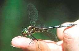 A dragonfly sitting on a human's finger