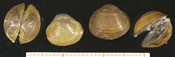 Four views (top, bottom, back and partially opened front) of a clam shell