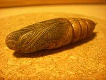 A golden coloured pupa on a flat surface with fine details visible.