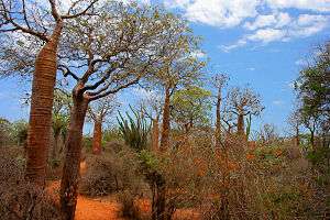 Spiny forest showing large baobab trees, spiny vegetation, and red soil