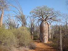 A dry spiny forest shows a path of red sand, various small shrubs, and a dominating, fat baobab tree.
