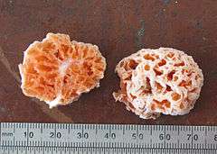 Two halves of an orangish sponge-like fungus, with a ruler shown at the bottom for scale.