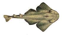 Illustration of an angelshark from above
