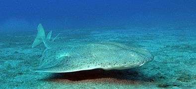 Photo of an angelshark swimming just above the bottom