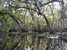 The river is smooth as glass and lined by oak and other mixed-forest trees, drooping over and reflected in the water; its width is approximately a dozen yards (11 m).