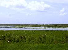 The river as a shallow and ill-defined channel dominated by grasses and weeds with few trees; white birds are present in the foreground