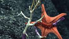 A starfish with its stomach turned outside its mouth to feed on coral