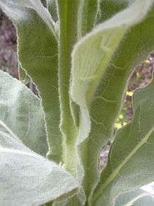 A series of leaves are seen wrapping down the length of a stem. The leaves have thick veining and both them and the stem have a woolly appearance from the hair covering them.