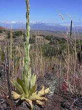 A Mullein plant growing in aa dry, mountainous area.