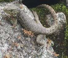 Stenocercus crassicaudatus (spiny whorltail iguana) at Machu Picchu