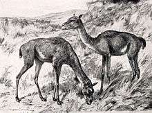 A drawing of two early camels