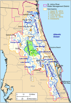 The St. Johns River lies very close to the east coast of Florida, beginning about midway down the peninsula and winding north to Jacksonville before veering east to empty into the Atlantic Ocean. Most of its tributaries enter on its western bank; it crosses and creates many lakes.