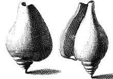 Drawings of two upright dog-conch shells