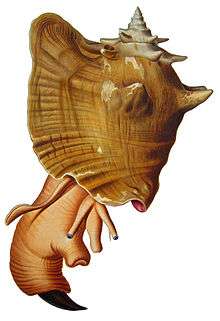 Colored drawing of large sea snail, soft parts protruding, showing snout, eyestalks and foot with claw-shaped operculum