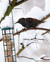 Starling at bird feeder