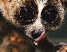 A close-up of a slow loris licking its nose and the sublingua sticking out beneath it