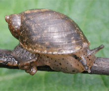 live snail on a twig