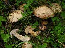 A collection of Suillus viscidus from the Italian province of Trento