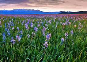 Camas lilies blooming in the marsh at sunset