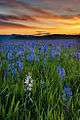 Camas lilies blooming in the marsh at sunrise