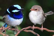 blue and gray wren on branch