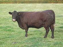 Sussex cow