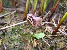 Swamp helmet orchid (Anzybas carsei)