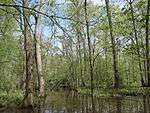 A hardwood swamp.